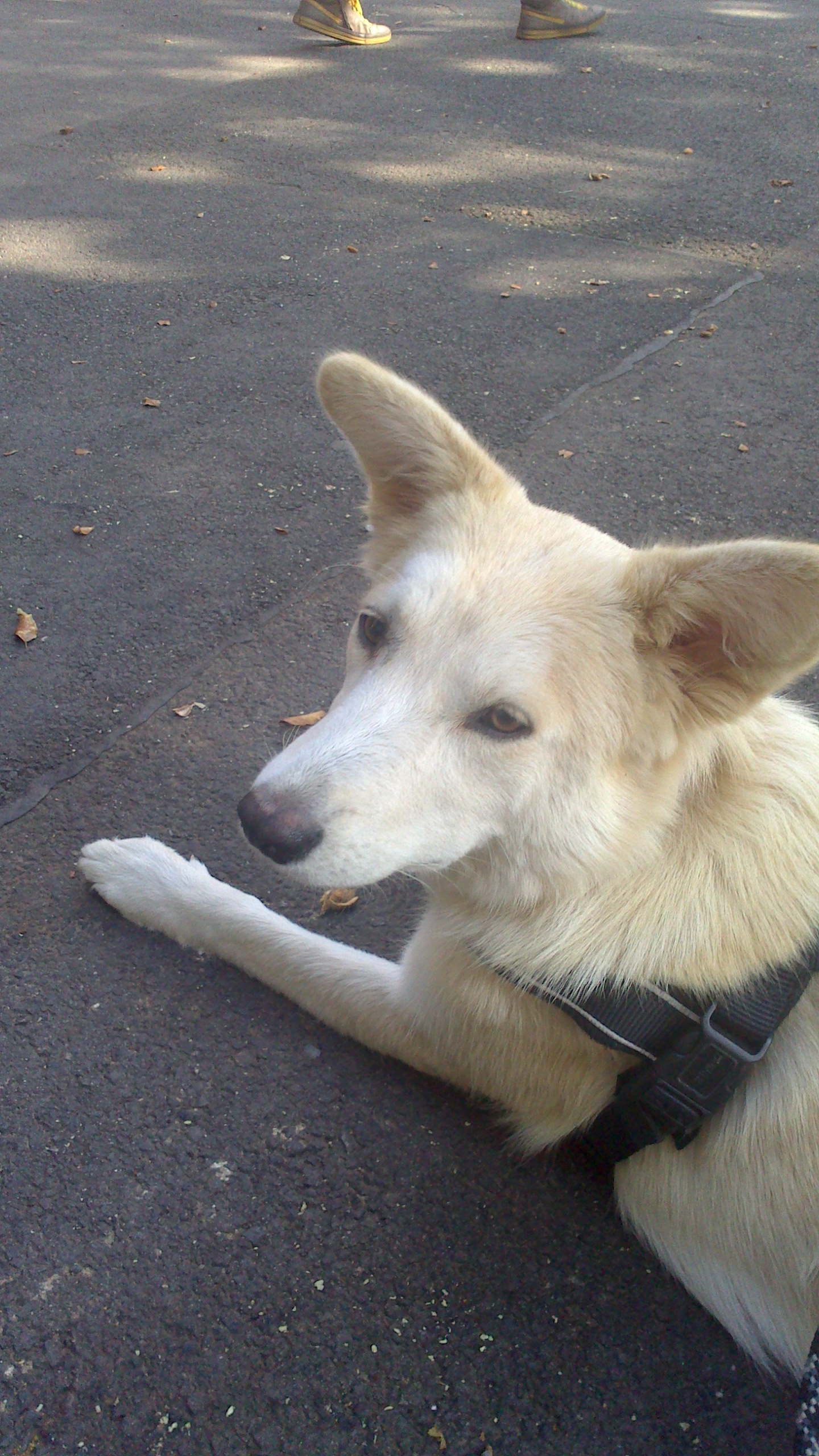 Tara (Dalmatiner, Deutscher Schäferhund, Epagneul Breton, Spitz, Zwergspitz) Dalmatiner Deutscher Schäferhund Epagneul Breton Spitz Zwergspitz 